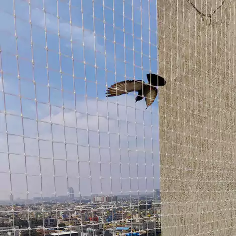 Pigeon safety net installation in Vizag