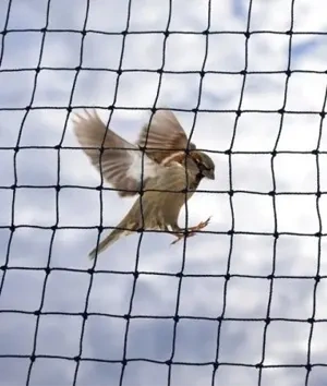 Anti bird nets installation in Vizag