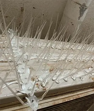 Bird spikes installation in Vizag