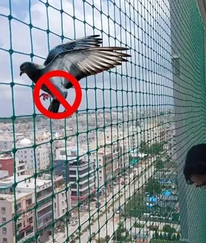 Pigeon safety nets installation in Vizag