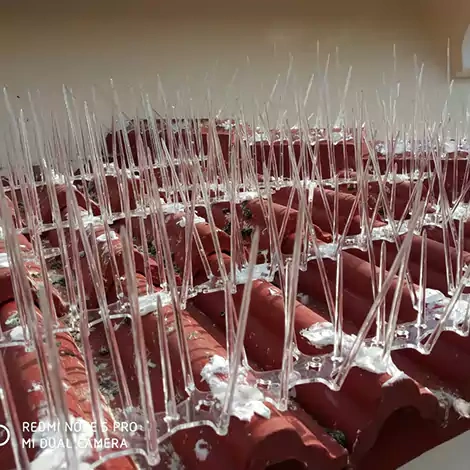 Bird Spikes in Vizag