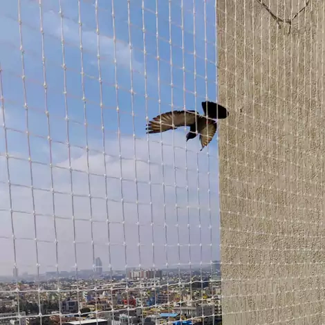 Pigeon Nets in Vizag